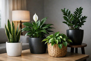 Best Planters for Low Light Rooms