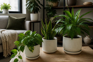 Best Indoor Greenery for Low Light Apartments